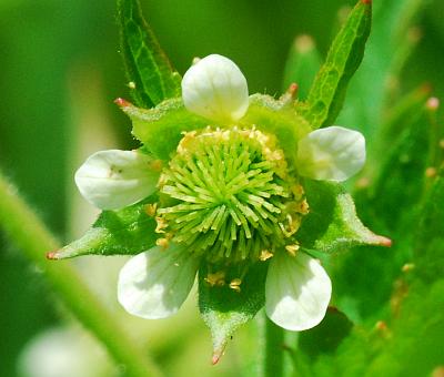 Geum_laciniatum_flower2.jpg