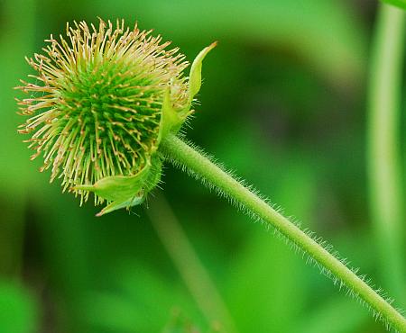 Geum_laciniatum_fruits.jpg