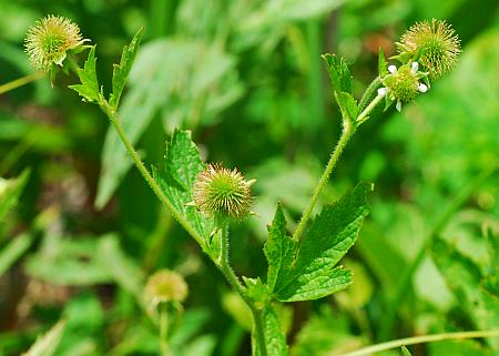 Geum_laciniatum_inflorescence.jpg