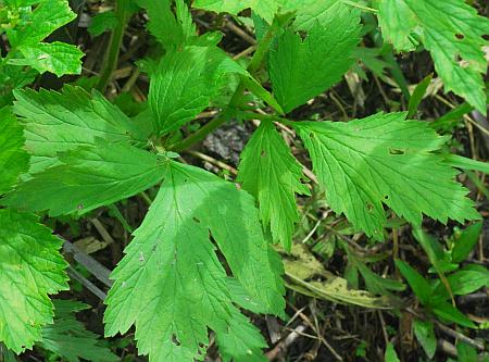 Geum_laciniatum_leaves.jpg