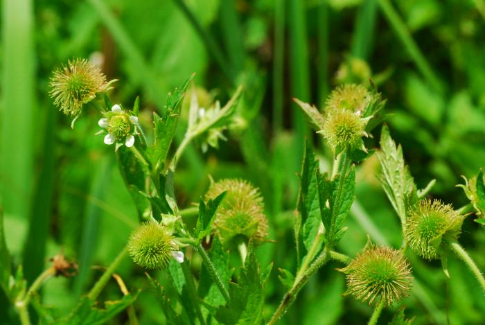 Geum_laciniatum_plant.jpg