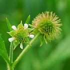 Geum laciniatum thumbnail