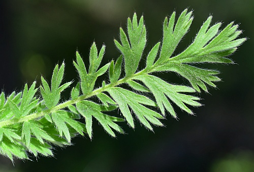 Geum_triflorum_basal1.jpg
