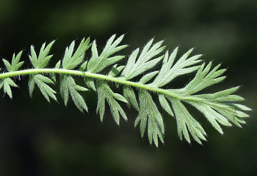 Geum_triflorum_basal2.jpg
