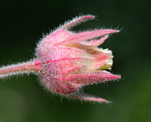 Geum_triflorum_calyx.jpg