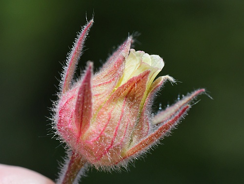 Geum_triflorum_flower1.jpg