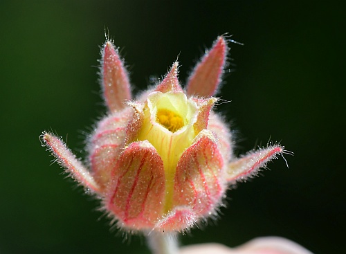Geum_triflorum_flower2.jpg