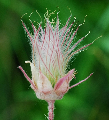 Geum_triflorum_fruits.jpg