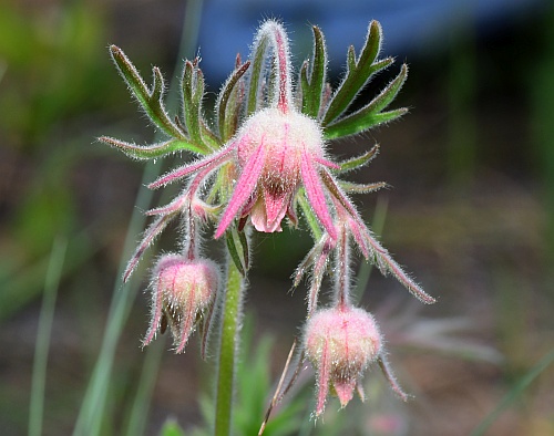 Geum_triflorum_inflorescence.jpg