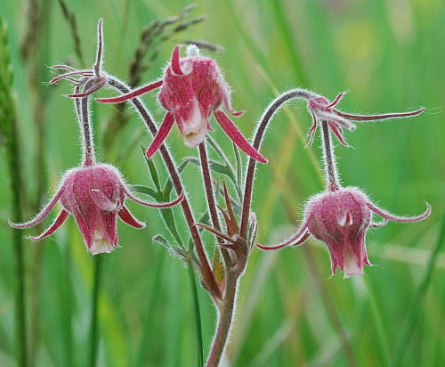 Geum_triflorum_inflorescence2.jpg