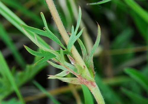 Geum_triflorum_leaf.jpg