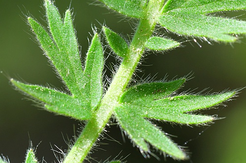 Geum_triflorum_leaflets1.jpg