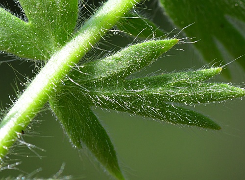 Geum_triflorum_leaflets2.jpg