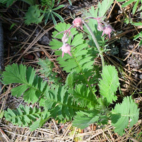 Geum_triflorum_leaves.jpg