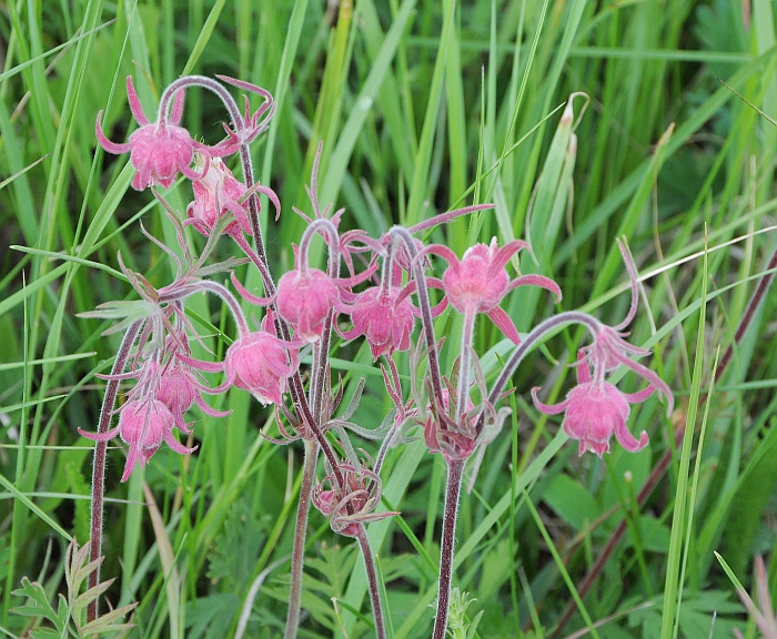 Geum_triflorum_plant.jpg
