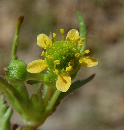 Geum_vernum_flower.jpg