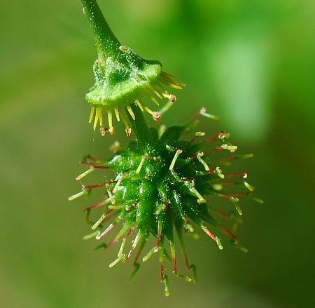 Geum_vernum_fruits.jpg