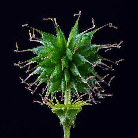 Geum_vernum_fruits2.jpg