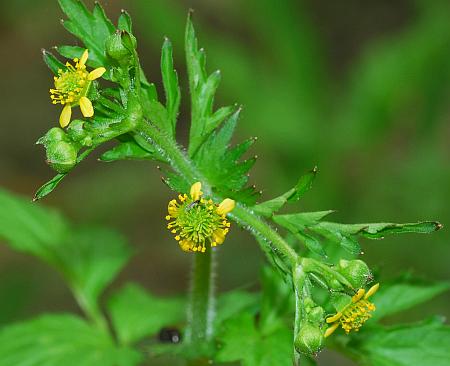 Geum_vernum_inflorescence.jpg