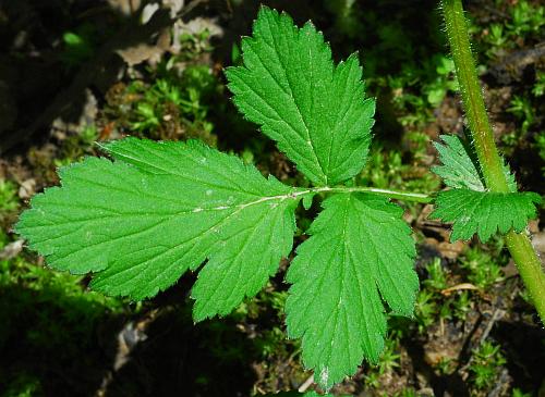 Geum_vernum_leaf1.jpg