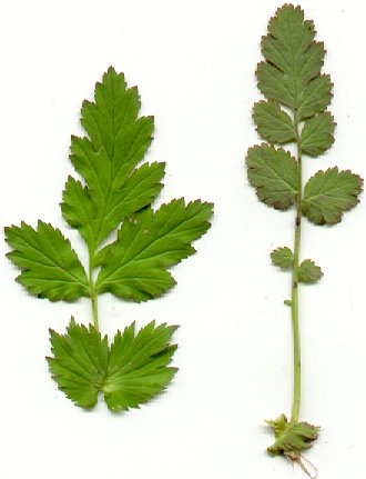 Geum_vernum_leaves.jpg