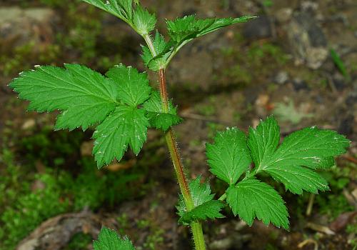 Geum_vernum_leaves1.jpg