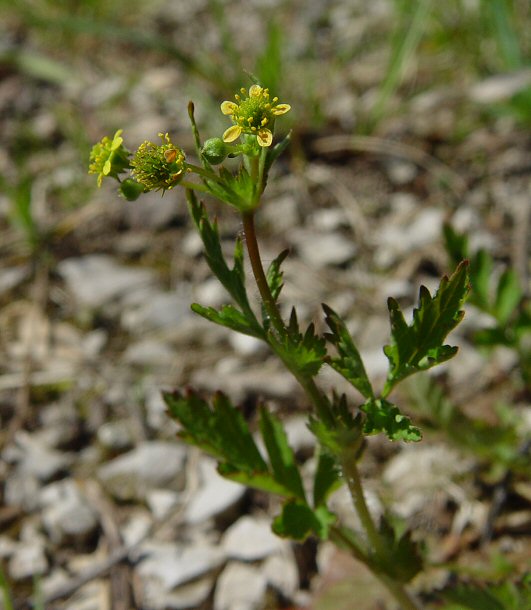 Geum_vernum_plant.jpg