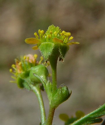 Geum_vernum_sepals.jpg