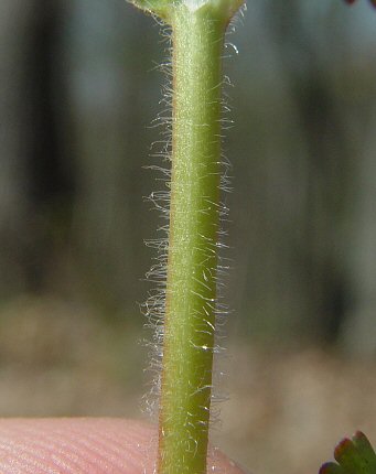 Geum_vernum_stem.jpg