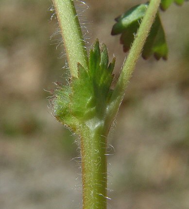 Geum_vernum_stipule.jpg