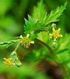 Geum vernum thumbnail