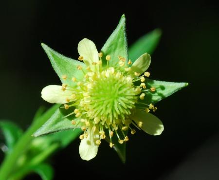 Geum_virginianum_flower.jpg