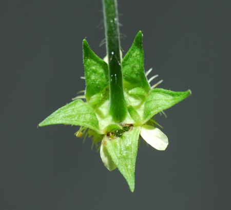 Geum_virginianum_flower2.jpg