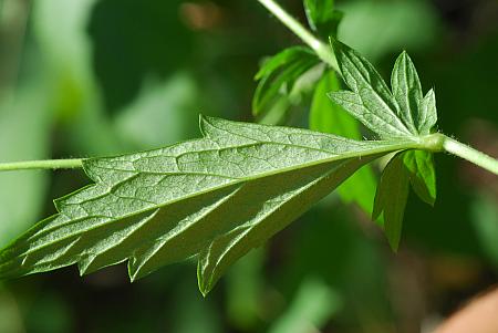 Geum_virginianum_leaf2.jpg