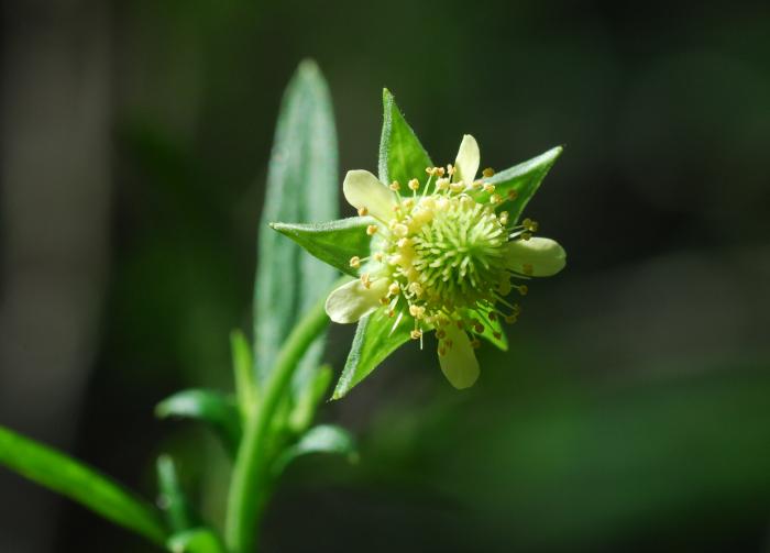 Geum_virginianum_plant.jpg