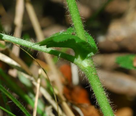 Geum_virginianum_stem.jpg