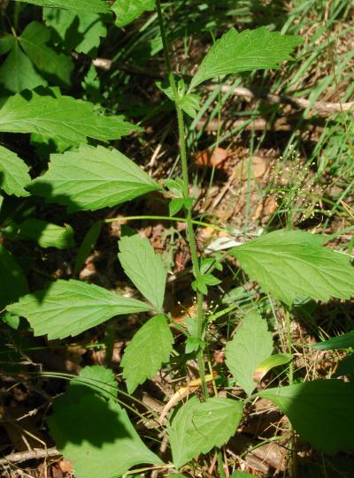 Geum_virginianum_stem2.jpg