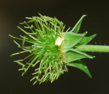 Geum_virginianum_styles.jpg