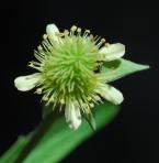 Geum virginianum thumbnail