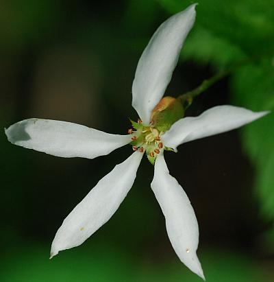 Gillenia_stipulata_corolla.jpg