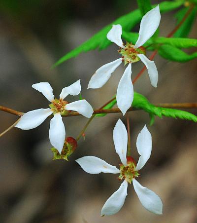 Gillenia_stipulata_flowers.jpg