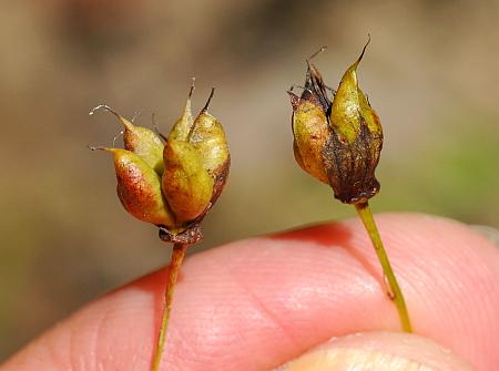 Gillenia_stipulata_fruits.jpg