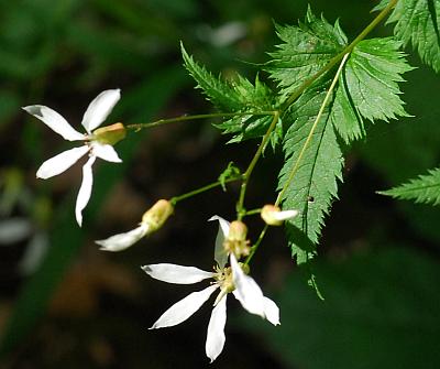 Gillenia_stipulata_inflorescence.jpg