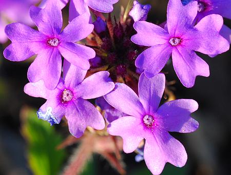 Glandularia_canadensis_corollas.jpg