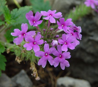 Glandularia_canadensis_flowers.jpg