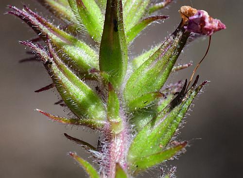 Glandularia_canadensis_fruits1.jpg