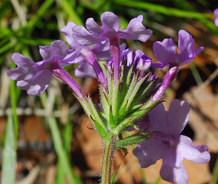 Glandularia_canadensis_inflorescence.jpg