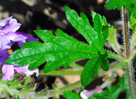 Glandularia_canadensis_leaf1.jpg