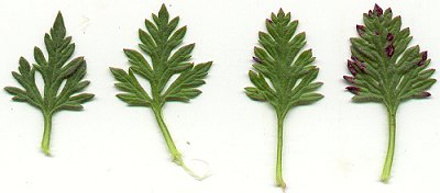 Glandularia_canadensis_leaves.jpg