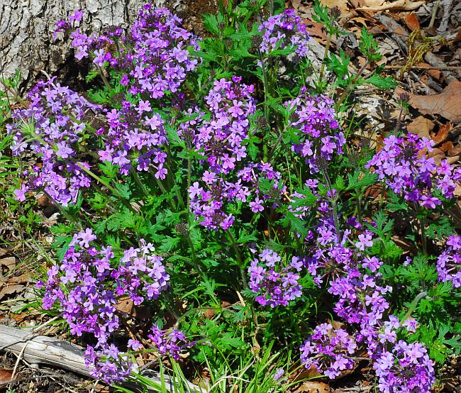 Glandularia_canadensis_plant.jpg